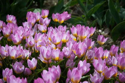 Tulipa 'Bakeri Lilac Wonder' - Tulpe