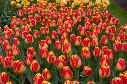 Tulipa 'Banja Luka' - Tulpe