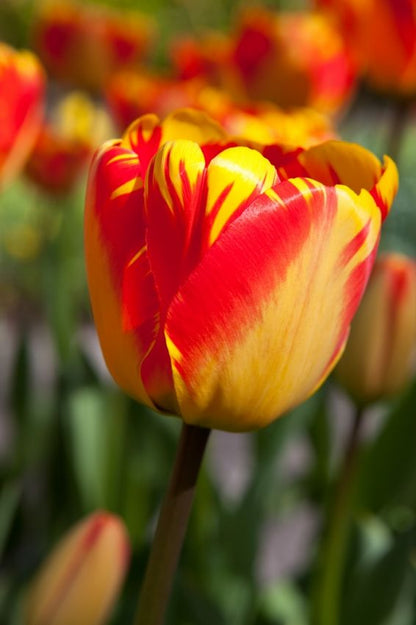 Tulipa 'Banja Luka' - Tulpe