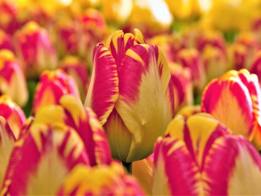 Tulipa 'Banja Luka' - Tulpe