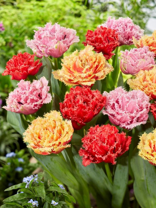 Tulpen Gefüllte gefranste tulpen-mischung