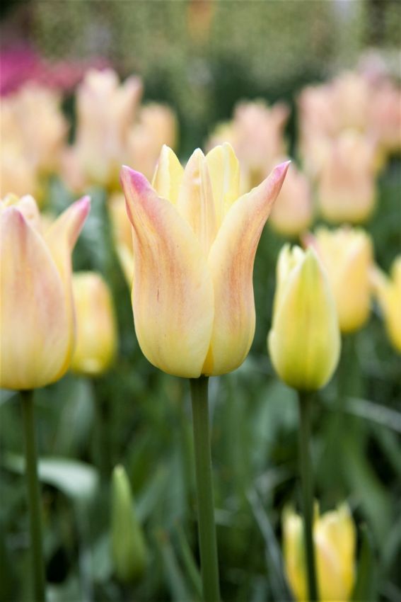 Tulpe 'Elegant Lady' - 20 Stück