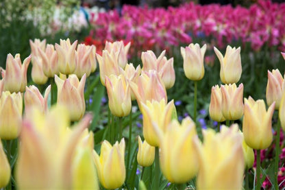 Tulpe 'Elegant Lady' - 20 Stück