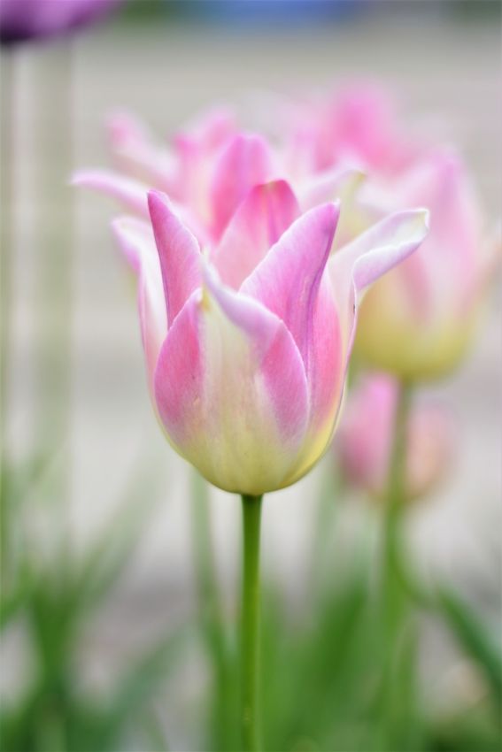 Tulpe 'Elegant Lady' - 20 Stück