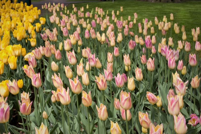 Tulpe 'Elegant Lady' - 20 Stück