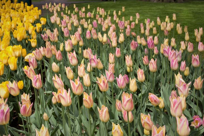 Tulpe 'Elegant Lady' - 20 Stück