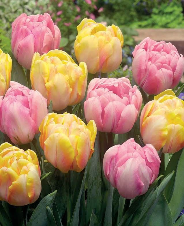 Tulpe 'Foxy Foxtrot' - 10 Stück