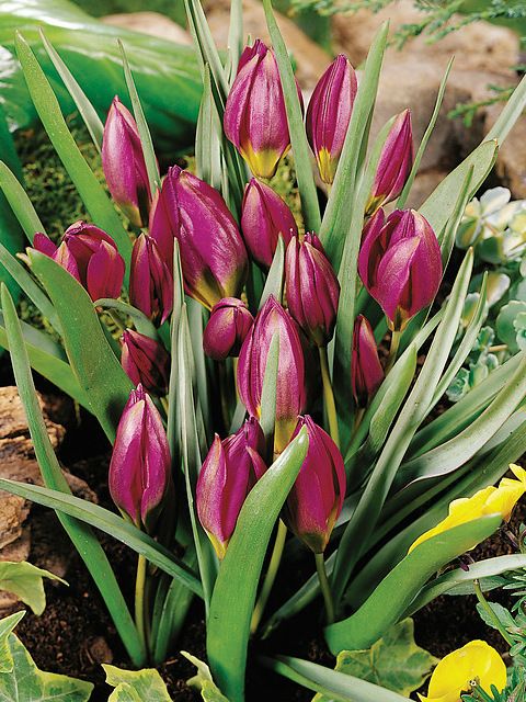 Tulpen Odalisque pulchella