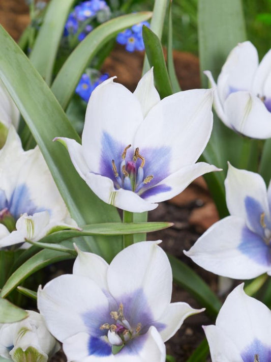 Tulpen Humilis alba coerulea oculata