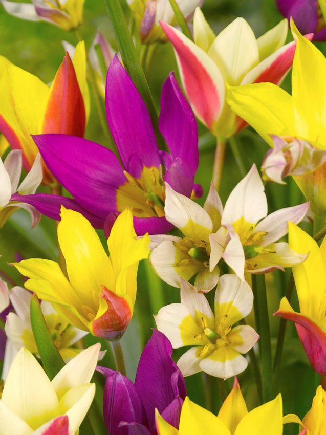 Tulpen Naturalisierung mischung