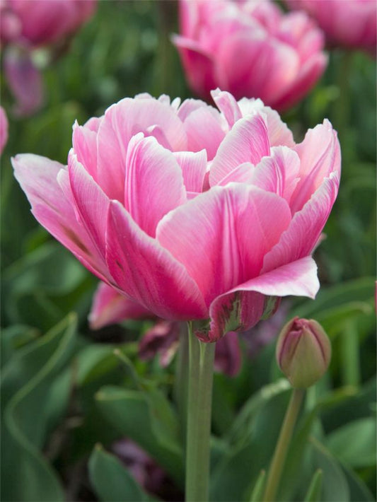 Tulpen Pink cameo