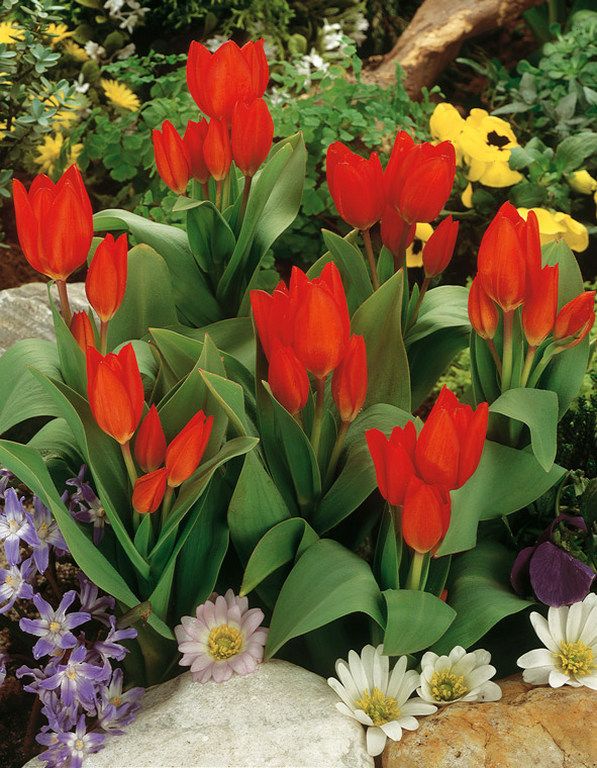 Tulpen Praestans fusilier