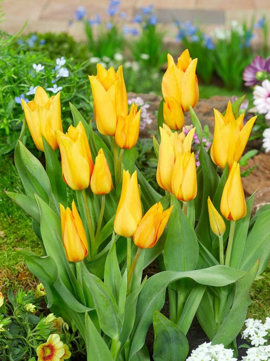 Tulpen Praestans shogun