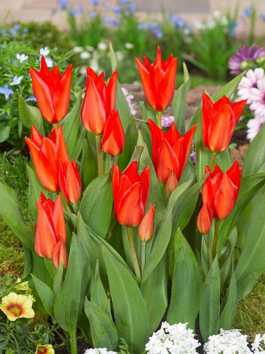 Tulpen Praestans zwanenburg var.