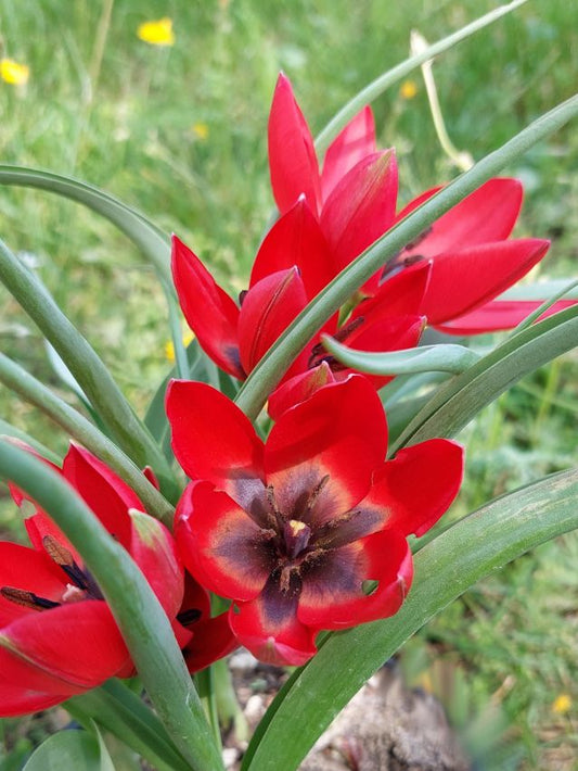 Tulpen Lizzy