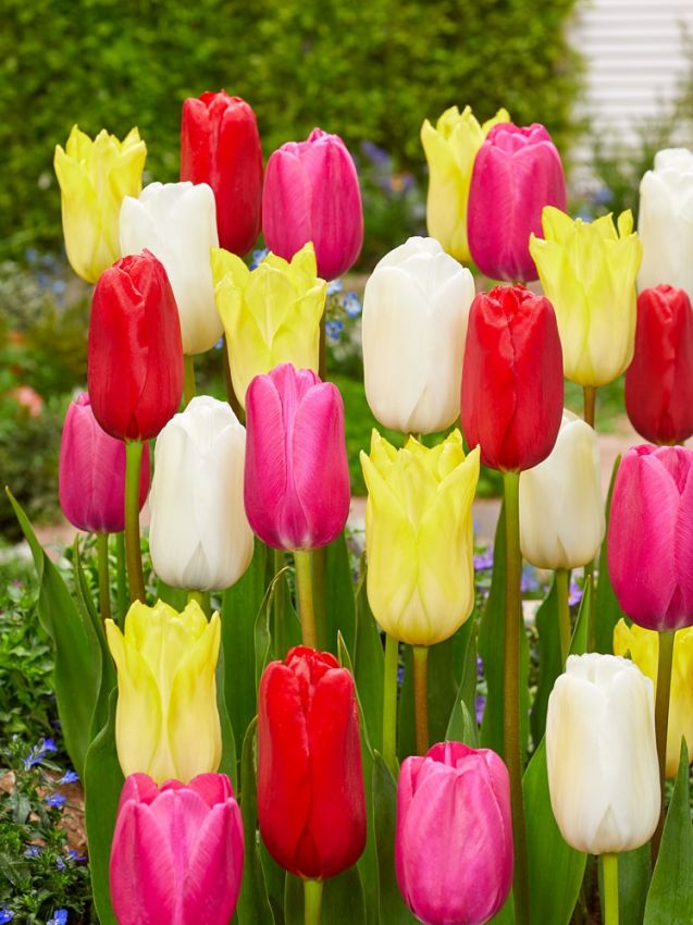 Tulpen Einfach spät mischung