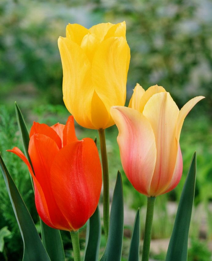 Tulipa 'Einfach Spät Mischung' - Tulpe