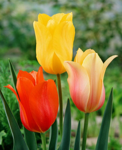 Tulipa 'Einfach Spät Mischung' - Tulpe