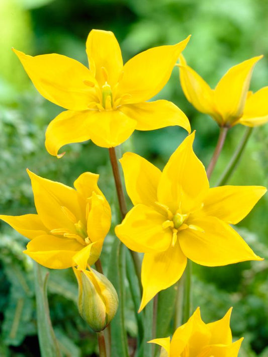 Tulpen Sylvestris