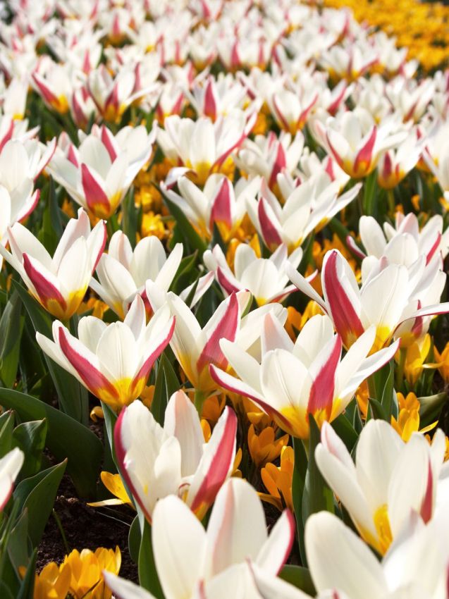 Tulipa 'The First' - Tulpe
