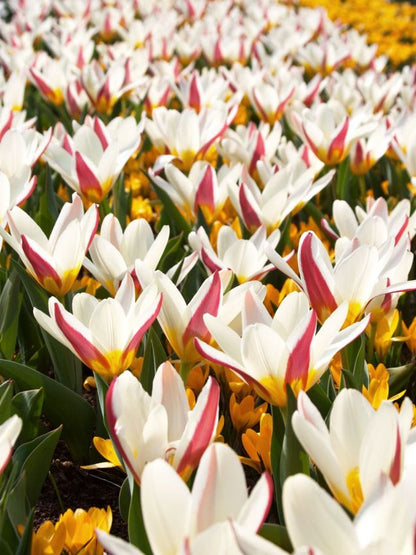 Tulipa 'The First' - Tulpe