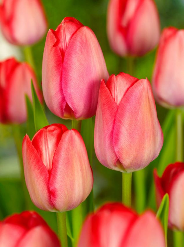 Tulpen Van eijk