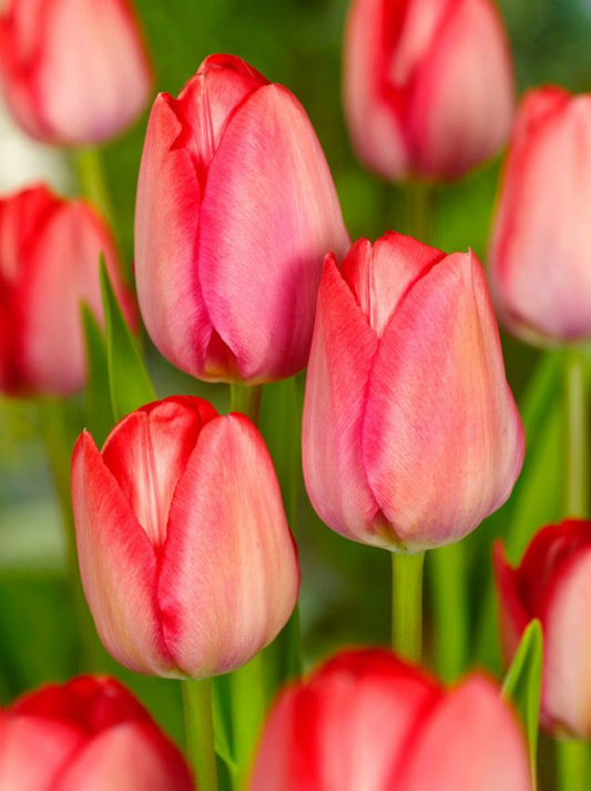 Tulpen Van eijk
