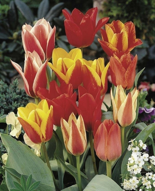 Tulpen Greigii-peacock mischung