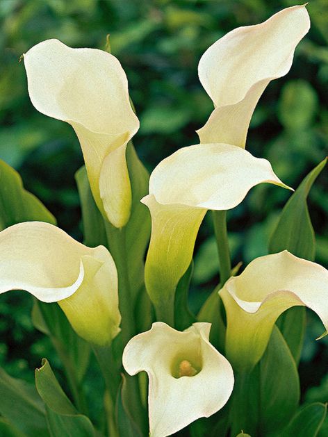 Calla Zantedeschia aethiopica (weiss)