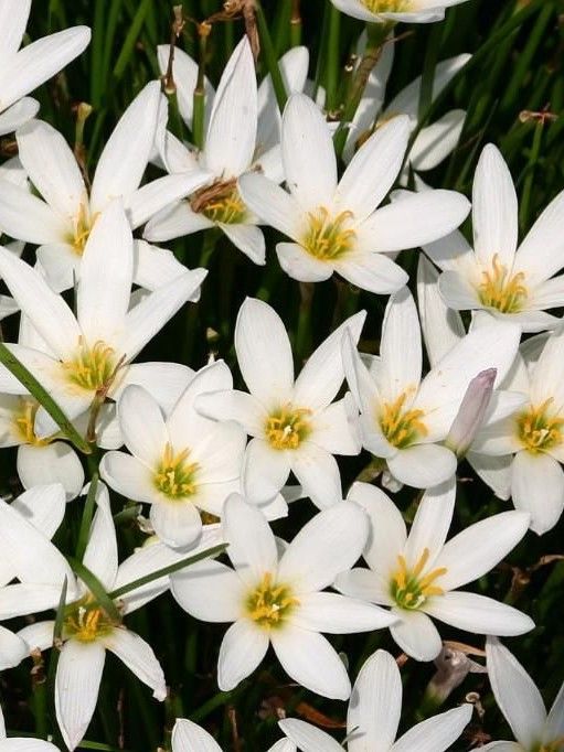 Sonstige Zephyranthes candida