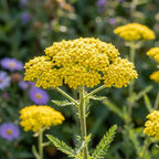 Schafgarbe 'Coronation Gold' - 5 Stück