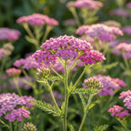 Schafgarbe 'Cerise Queen' - 5 Stück
