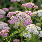 Schafgarbe 'Lilac Beauty' - 5 Stück - LumiBlumi