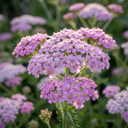 Schafgarbe 'Lilac Beauty' - 5 Stück - LumiBlumi