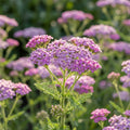 Schafgarbe 'Lilac Beauty' - 5 Stück - LumiBlumi
