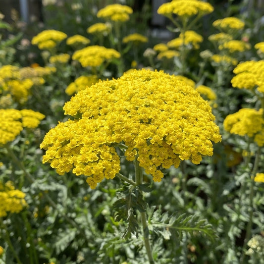 Achillea 'Millefolium Moonshine' - Schafgarbe