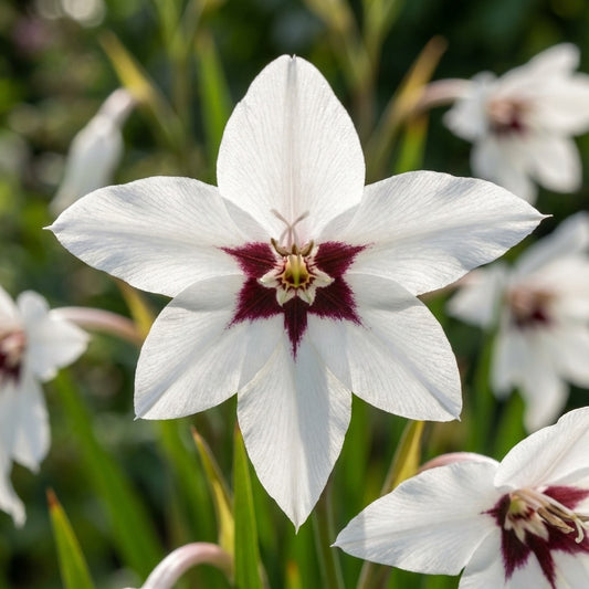 Gladiole 'Acidanthera Gladiolus Callianthus' - 50 Stück
