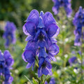 Eisenhut blau - 4 Stück