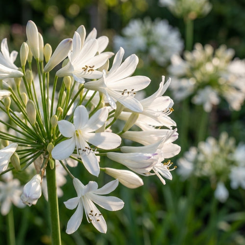 Schmucklilie 'Albus' - 4 Stück - LumiBlumi