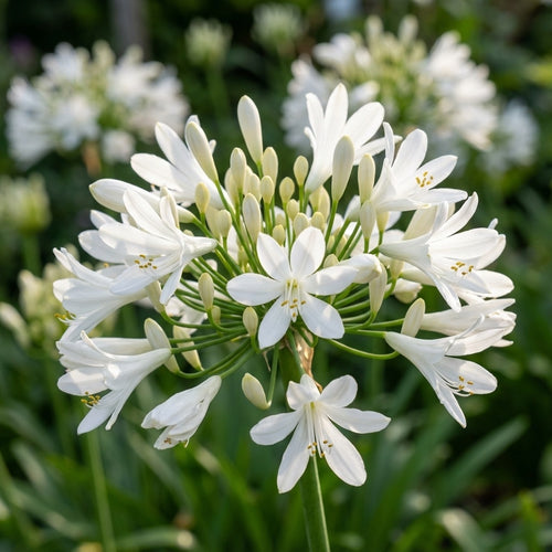 Schmucklilie 'Albus' - 4 Stück - LumiBlumi