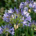 Schmucklilie 'Blau' - 5 Stück