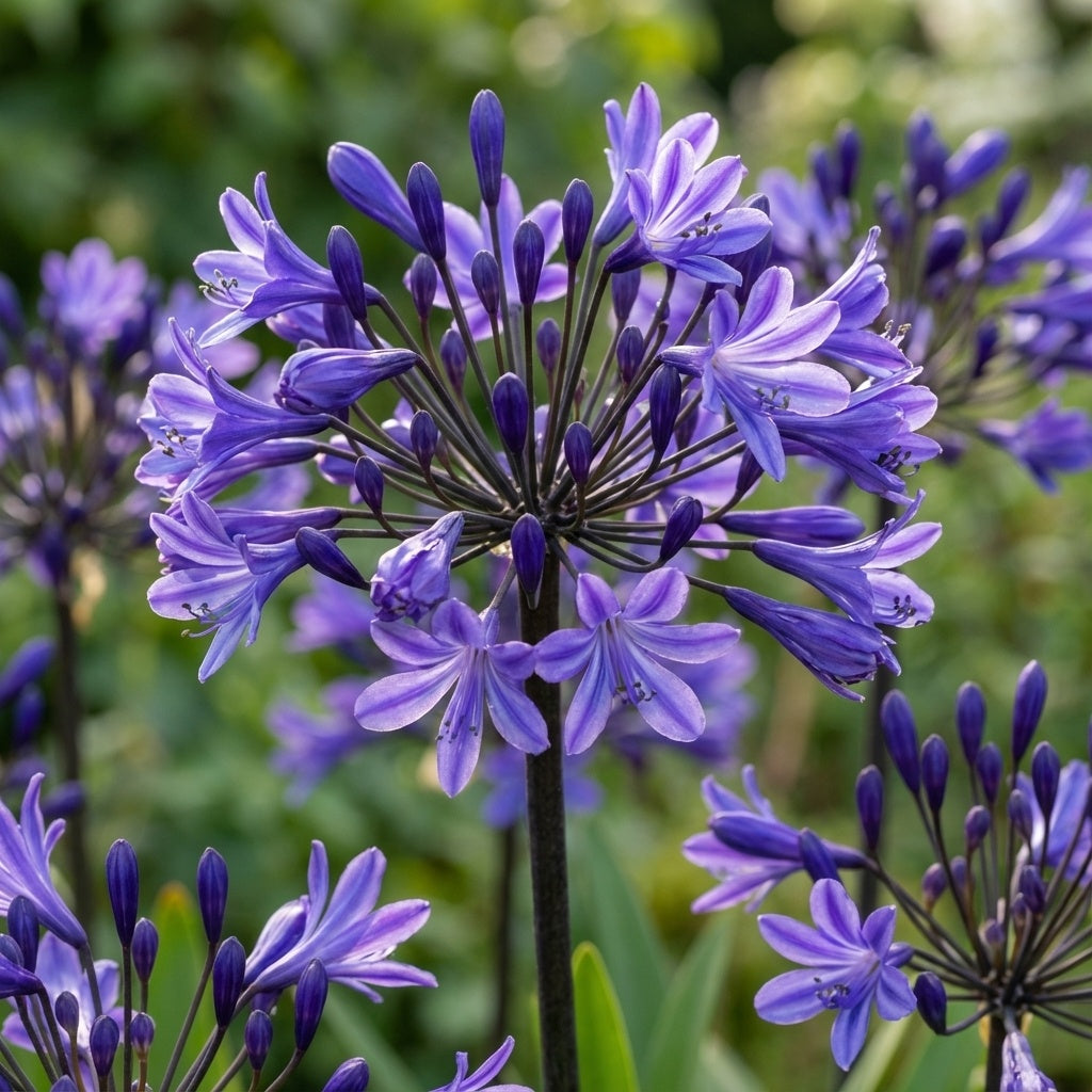 Agapanthus 'Back In Black' - Schmucklilie, Liebesblume - LumiBlumi
