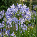 Schmucklilie 'Blau' - 5 Stück - LumiBlumi