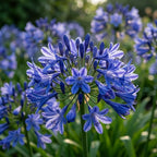Schmucklilie 'Blau' - 5 Stück - LumiBlumi