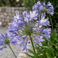 Schmucklilie 'Blue Giant' - 5 Stück - LumiBlumi