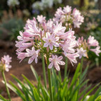Agapanthus 'Blush Pink' - Schmucklilie, Liebesblume