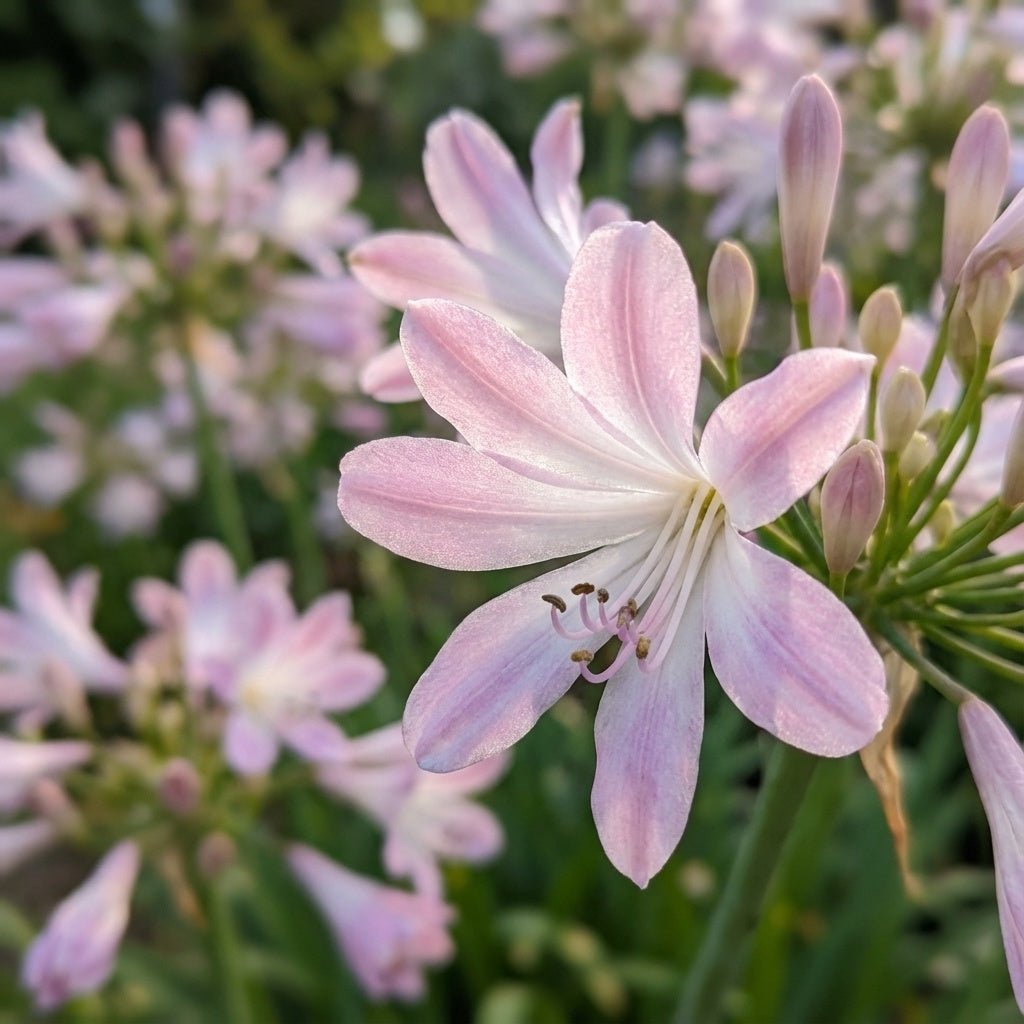 Agapanthus 'Blush Pink' - Schmucklilie, Liebesblume