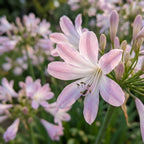 Agapanthus 'Blush Pink' - Schmucklilie, Liebesblume