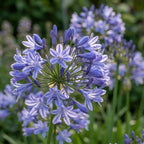 Schmucklilie 'Donau' - 5 Stück - LumiBlumi