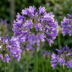 Schmucklilie 'Poppin Purple' - 1 Stück - LumiBlumi